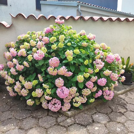 Olga * Ровинь